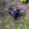 Rare black fox captured on camera as it plays in a nature enthusiast's back garden, Daily Mail, September 2015