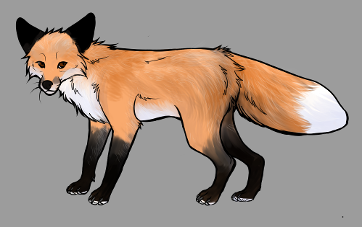 Red Fox Colour Mutations - Wildfire