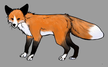 Red Fox Colour Mutations - Red Whitemark