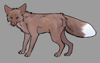 Red Fox Colour Mutations - Amber