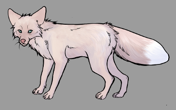 Red Fox Colour Mutations - Pink Champagne