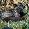 Black Fox Sighting, Image Provided to Black Foxes UK by Marc-Antony Payne