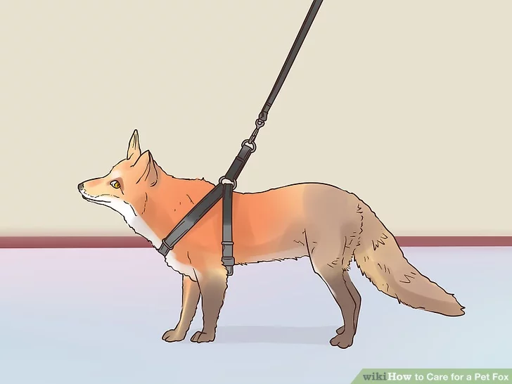 Caring for a Pet Fox