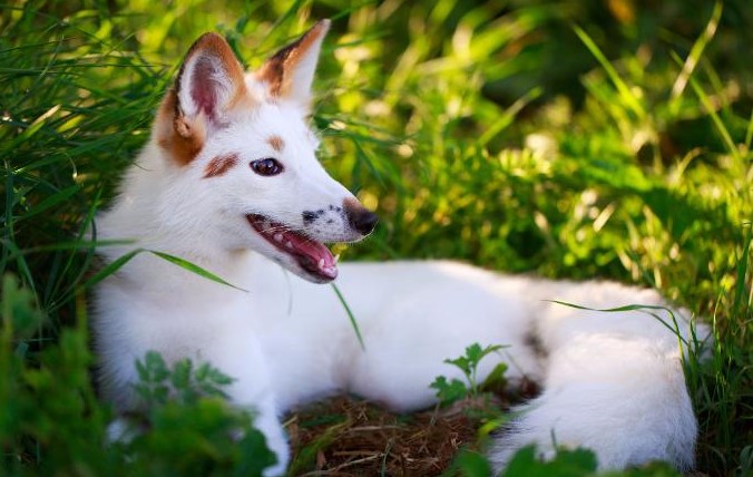Georgian Silver Fox