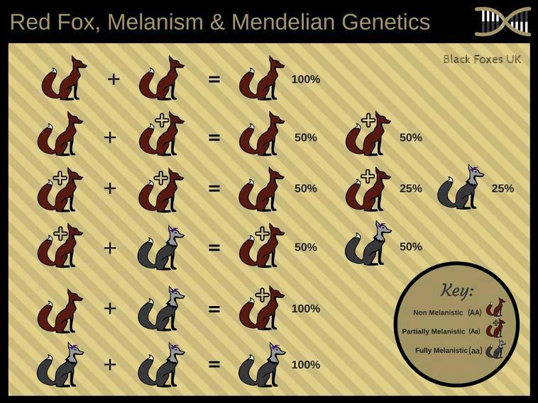 Red Fox Mendelian Genetics