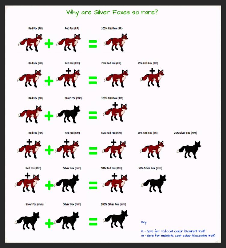 Black Fox Information