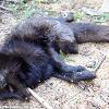 Must have been an omen: Mysterious black fox is killed by car just days after being spotted in countryside, Daily Mail, March 2012