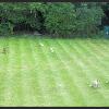 White Fox Cubs, National Fox Welfare Society (Facebook), June 2015