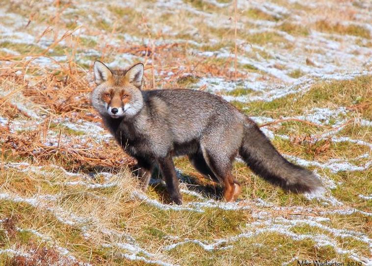 Red fox Silver fox hybrid