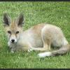 White Fox Cub, National Fox Welfare Society (Facebook), June 2015