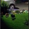 Black Fox Cub, National Fox Welfare Society (Facebook), June 2015