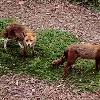 Piebald Fox, BBC