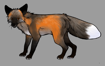 Red Fox Colour Mutations - Cross fox
