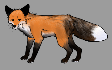 Red Fox Colour Mutations - Gold Fox