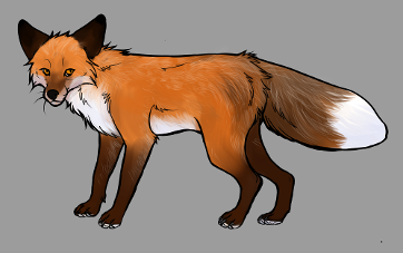 Red Fox Colour Mutations - Burgundy Gold Fox