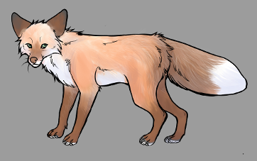 Red Fox Colour Mutations - Autumn Fire