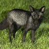 Wildlife photographer captures amazing images of an extremely rare black fox playing in a back garden in Yorkshire, Daily Mail, September 2015