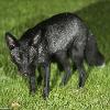 Wildlife photographer captures amazing images of an extremely rare black fox playing in a back garden in Yorkshire, Daily Mail, September 2015