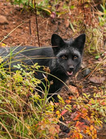 Pet Fox