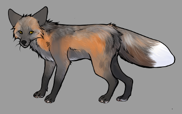 Red Fox Colour Mutations - Pearl Cross