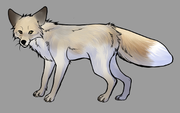 Red Fox Colour Mutations - Leucistic Fox