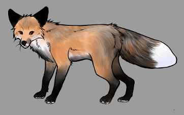 Red Fox Colour Mutations - Golden Sunrise