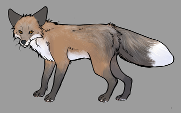 Red Fox Colour Mutations - Pearl Gold Fox