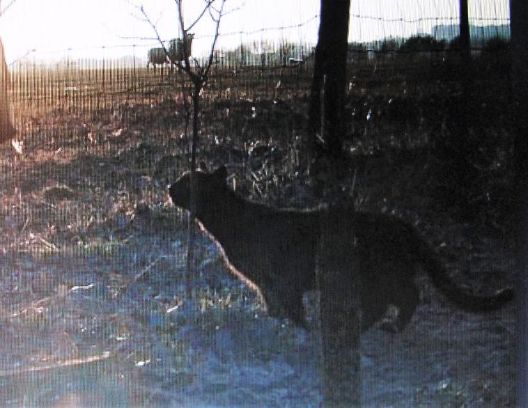 Not a Big Black Cat