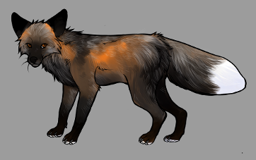 Red Fox Colour Mutations - Silver Cross