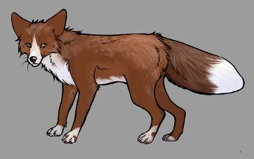 Red Fox Colour Mutations - Burgundy Whitemark