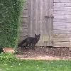 Black Fox Sighting, Image Provided to Black Foxes UK