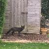 Black Fox Sighting, Image Provided to Black Foxes UK