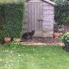 Black Fox Sighting, Image Provided to Black Foxes UK