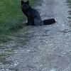 Silver Fox, Devon, image provided to Black Foxes UK by George Druce