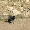 Black Fox Caught on Camera in Dorset - Paul Stevens (Dorset Echo), 2016