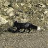 Black Fox Caught on Camera in Dorset - Paul Stevens (Dorset Echo), 2016