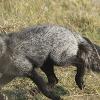 Black Fox Caught on Camera in Dorset - Paul Stevens (Dorset Echo), 2016