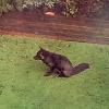Black Fox Sighting, Image Provided to Black Foxes UK by Alex Cole