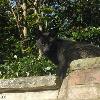 Black Fox Sighting, Image Provided to Black Foxes UK by David Maxfield