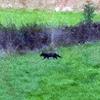 First British Sighting of Rare Black Fox Captured on Film - Daily Mail, 2008