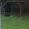 Rare Black Fox Sighting in Kirkburton - The Examiner, 2013