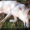 White Fox of Ireland - Fieldsports Channel (Youtube), 2015
