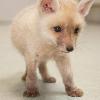 Rare Fox Cub Casper Nursed Back To Health - Daily Mail, 2011