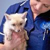 Rare Fox Cub Casper Nursed Back To Health - Daily Mail, 2011