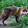 Rare White Fox Cub is Alive and Well a Year on - Maidenhead Advertiser, 2012