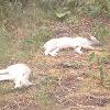 Rare White Foxes Basking in Sun in Background of London Home - Daily Mail, 2015