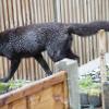 Rare Black Fox Takes on Hot-Blooded Red Rival - Daily Mail, 2016