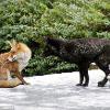 Rare Black Fox Takes on Hot-Blooded Red Rival - Daily Mail, 2016