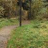 Black Fox in Woods - Photo provided to Black Foxes UK by Mike Quinn, 2016