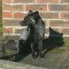 Black Fox Sighting, Image Provided to Black Foxes UK by Marc-Antony Payne